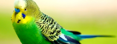 Волнистый попугайчик дома