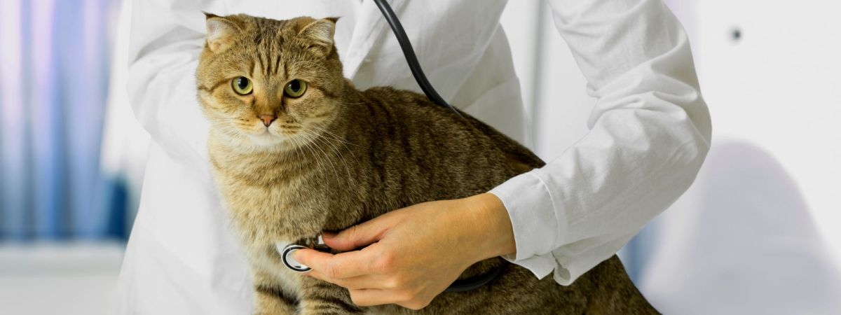 Болезни кошек