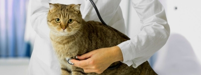 Болезни кошек
