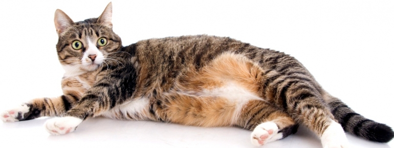 Уход за беременной кошкой собакой