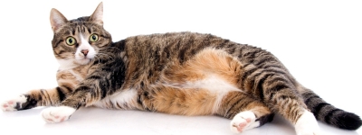 Уход за беременной кошкой собакой