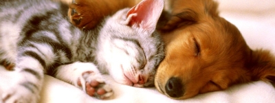 Собака и кошка в доме