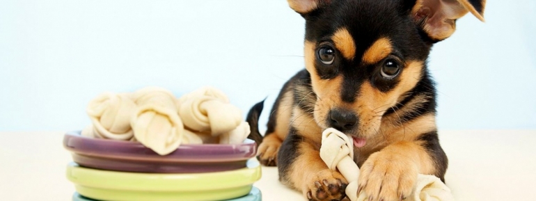 Чем нельзя кормить домашних животных