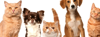 Особенности содержания домашних животных