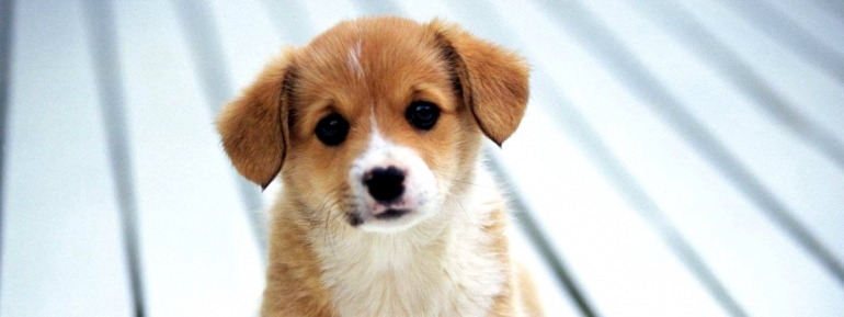 Прежде чем завести домашнего питомца ...