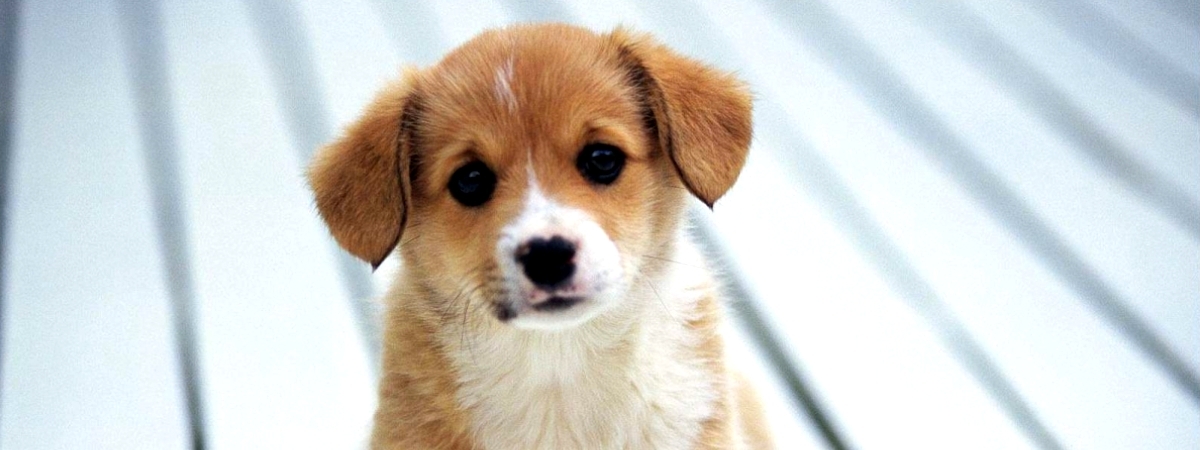 Прежде чем завести домашнего питомца ...