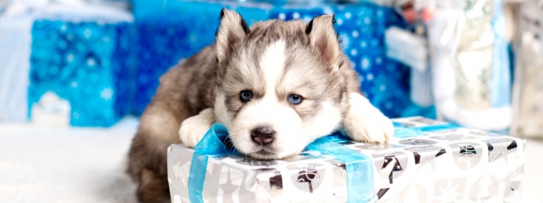 Как правильно купить щенка